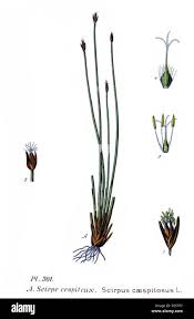 Attēlu rezultāti vaicājumam “Trichophorum cespitosum”