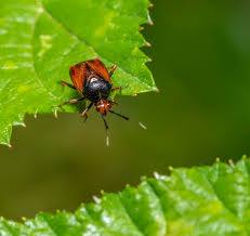Attēlu rezultāti vaicājumam “Deraeocoris ruber”