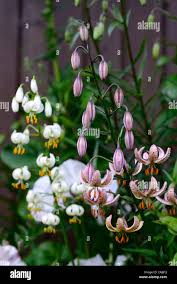 Image result for Lilium martagon `Chameleon`
