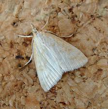 Attēlu rezultāti vaicājumam “Udea lutealis”