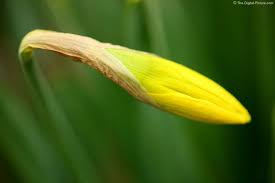 Attēlu rezultāti vaicājumam “Narcissus bud”