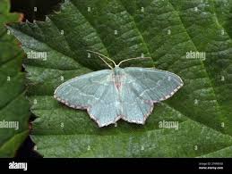 Attēlu rezultāti vaicājumam “Hemithea aestivaria”