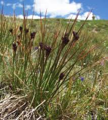 Attēlu rezultāti vaicājumam “Schoenus ferrugineus bud”