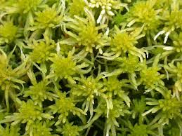 Attēlu rezultāti vaicājumam “Sphagnum fallax”