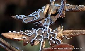 Attēlu rezultāti vaicājumam “Physaraceae”