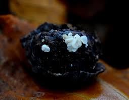 Attēlu rezultāti vaicājumam “Hymenoscyphus fructigenus”