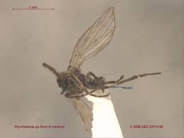 Attēlu rezultāti vaicājumam “Psychodidae”