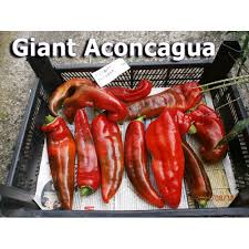 Afbeeldingsresultaat voor aconcagua sweet pepper