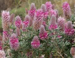 Attēlu rezultāti vaicājumam “Vicia tenuifolia flower”
