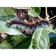 Attēlu rezultāti vaicājumam “Eriogaster lanestris larva”