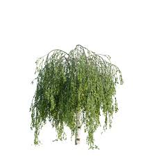 Attēlu rezultāti vaicājumam “Betula pendula Youngii”