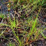 Attēlu rezultāti vaicājumam “Trichophorum alpinum fruit”