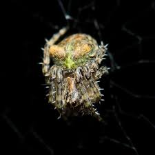 Attēlu rezultāti vaicājumam “Gibbaranea gibbosa”