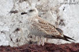Attēlu rezultāti vaicājumam “Larus marinus”
