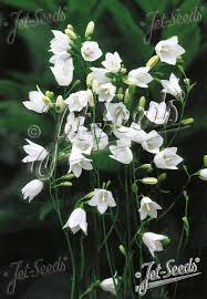 Attēlu rezultāti vaicājumam “Campanula rotundifolia”