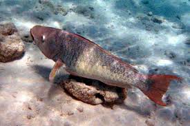 Image result for Scarus rubroviolaceus