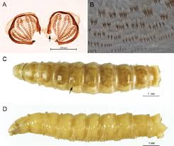 Attēlu rezultāti vaicājumam “Acronicta megacephala larva”