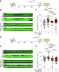 Attēlu rezultāti vaicājumam “Dianema depressum plasmodium”