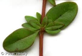 Attēlu rezultāti vaicājumam “Thymus pulegioides fruit”