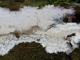 Attēlu rezultāti vaicājumam “Phlebia centrifuga”