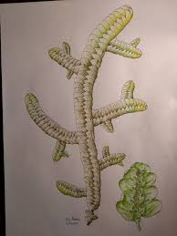 Attēlu rezultāti vaicājumam “Porella platyphylla”