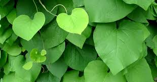 Attēlu rezultāti vaicājumam “Aristolochia durior leaf”