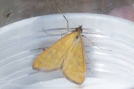 Attēlu rezultāti vaicājumam “Mecyna flavalis”