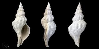 Image result for Triplofusus giganteus