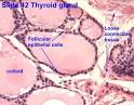 Endocrine