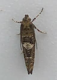 Attēlu rezultāti vaicājumam “Acrolepiopsis assectella”