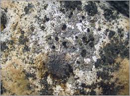 Attēlu rezultāti vaicājumam “Trapelia coarctata”