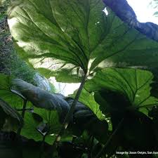 Attēlu rezultāti vaicājumam “Petasites spurius leaf”