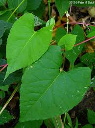 Attēlu rezultāti vaicājumam “Fallopia convolvulus fruit”