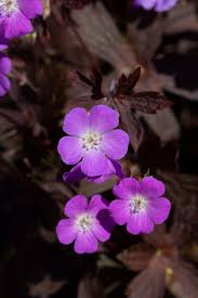 Image result for Geranium `Purple Haze`