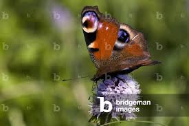 Attēlu rezultāti vaicājumam “Inachis io”