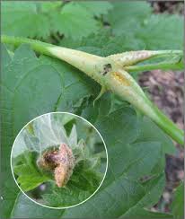 Attēlu rezultāti vaicājumam “Puccinia urticata”