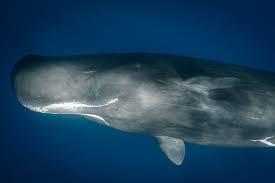 Image result for Physeter macrocephalus