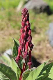 Attēlu rezultāti vaicājumam “Lobelia dortmanna bud”