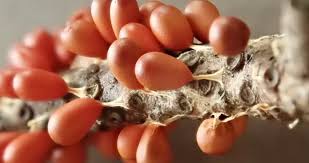 Attēlu rezultāti vaicājumam “Leocarpus fragilis spores”