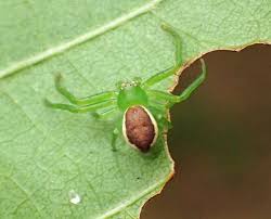 Attēlu rezultāti vaicājumam “Diaea dorsata female”
