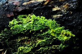 Attēlu rezultāti vaicājumam “Willkommlangea reticulata plasmodium”