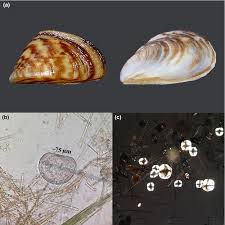 Attēlu rezultāti vaicājumam “Dreissena polymorpha”