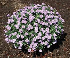 Image result for Aster novi-belgii