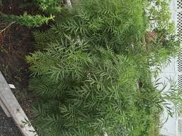 Attēlu rezultāti vaicājumam “Tagetes leaf”