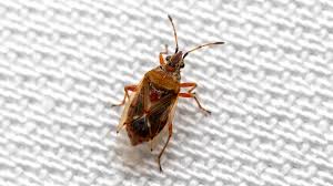 Attēlu rezultāti vaicājumam “Kleidocerys resedae”