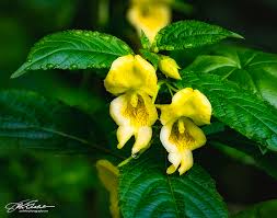 Attēlu rezultāti vaicājumam “Impatiens parviflora”