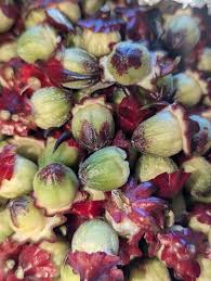Attēlu rezultāti vaicājumam “Rumex acetosa fruit”