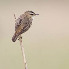 Attēlu rezultāti vaicājumam “Acrocephalus schoenobaenus adult”
