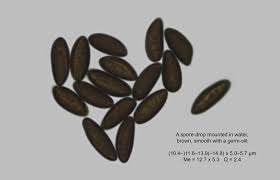 Attēlu rezultāti vaicājumam “Hypoxylon fuscum”