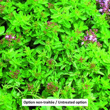 Image result for Origanum majorana